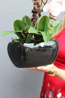 Nelida Black, gumowy storczyk w zielonej donicy