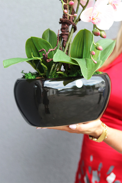 Nelida Black, gumowy storczyk w zielonej donicy