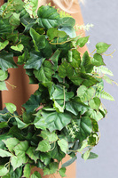 Winorośl, zielony wianek ozdobny