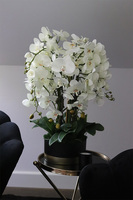 Blackisto Goldino B, elegancki storczyk w czarno-złotej donicy, wys.72cm