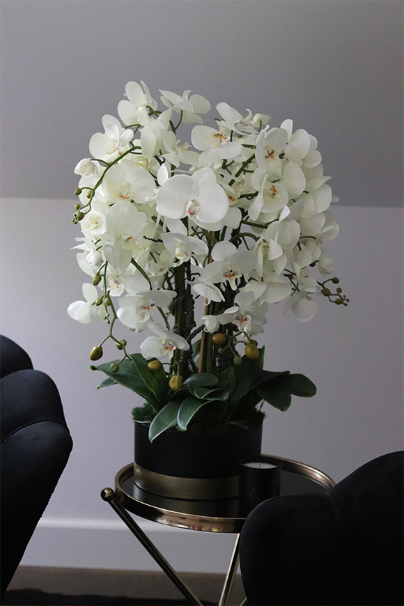 Blackisto Goldino B, elegancki storczyk w czarno-złotej donicy, wys.72cm