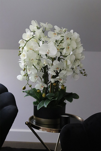 Blackisto Goldino B, elegancki storczyk w czarno-złotej donicy, wys.72cm