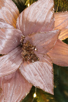 Gwiazda Betlejemska, świąteczny kwiat poinsecji z klipsem