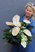 Anturium Cappucino, kompozycja nagrobna w naczyniu