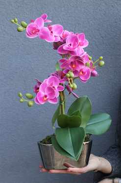 Pinkobella Fuksja, gumowy storczyk w lustrzanej donicy, wys.42cm 