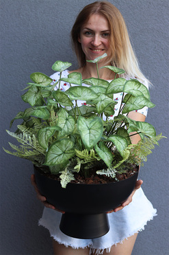 Alokazja Big Black, sztuczna roślina w pucharze, wys.57cm