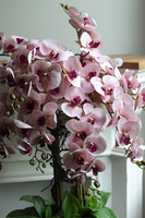 Cherry Mediolan, podłogowy gumowy storczyk w białej donicy