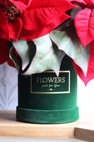 Velurro Gwiazda Betlejemska 2, flowerbox zimowy, zielony welur