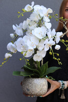 Geolia, sztuczny storczyk w doniczce