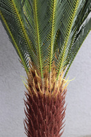 Cykas Grande, sztuczna roślina w osłonce z tworzywa sztucznego