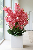 Cymbydium Pink Fiberglass, gumowy storczyk w donicy