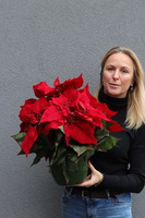 Gwiazda Betlejemska Green Pot 2, wysokiej jakości sztuczna roślina