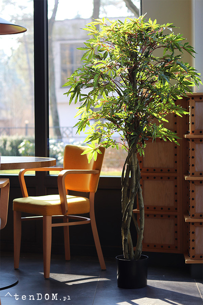 Klon Japoński, sztuczna roślina w doniczce