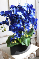 Manfredo Noir, chabrowy storczyk w czarnej donicy, wys.58cm 