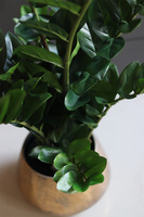 Zamiokulkas Simple Gold, kwiat doniczkowy w osłonce