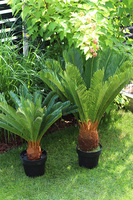 Cykas, sztuczna roślina w osłonce z tworzywa sztucznego, wys.100cm 