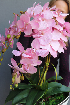 Pudrovy Lonello, różowy storczyk w biało-srebrnej donicy, wys.57cm