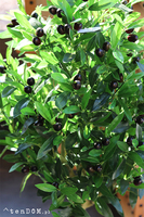 Drzewko Oliwne Deluxe, sztuczna roślina w donicy