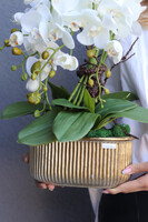 Goldman, elegancki storczyk w złotej osłonce