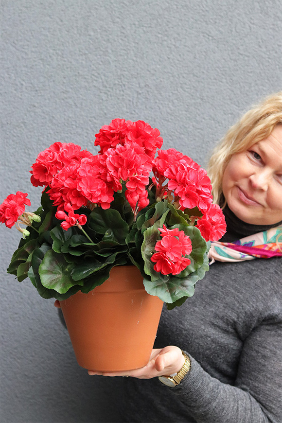 Terrakota Red, kompozycja kwiatowa pelargonie