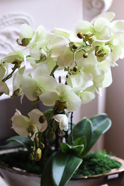 Laos Pistacjana,  sztuczny storczyk, wys.59cm