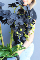 Black Orchid Piano, czarny storczyk