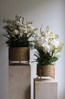 Goldenario Ellie S, biały gumowy storczyk w złotej donicy