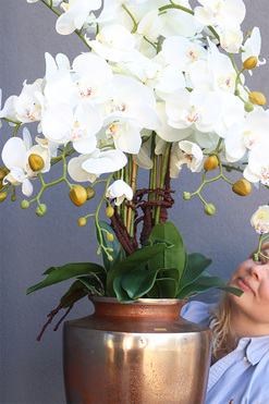 Champagne Exclusive Villa, storczyk w pucharze, wys.101cm 