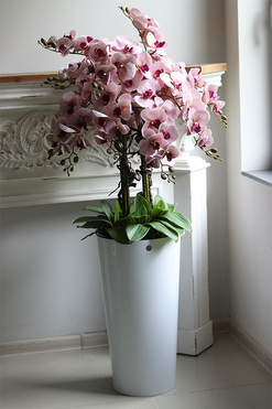 Cherry Mediolan, podłogowy gumowy storczyk w białej donicy, wys.135cm