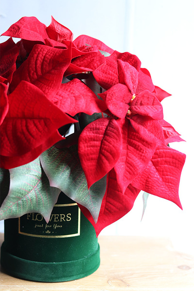 Velurro Gwiazda Betlejemska 2, flowerbox zimowy, zielony welur