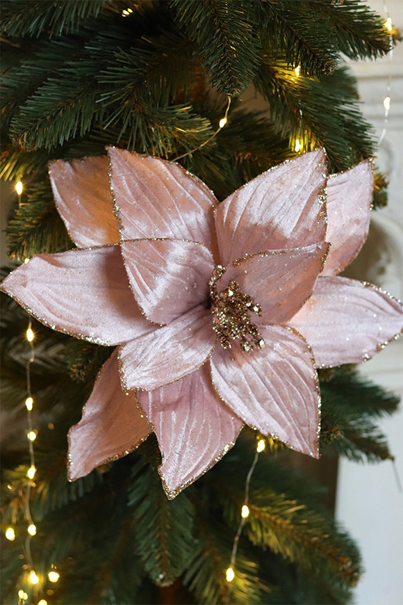 Gwiazda Betlejemska, świąteczny kwiat poisencji z klipsem