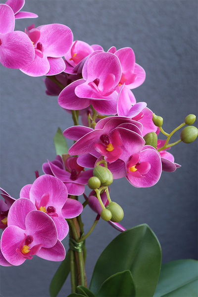 Pinkobella Fuksja, gumowy storczyk w lustrzanej donicy