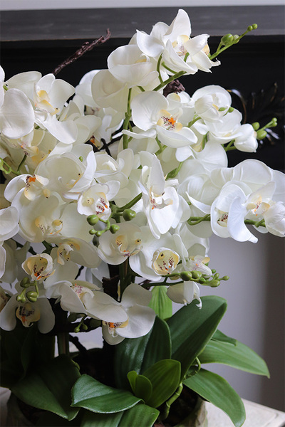 Green Bedia, sztuczny storczyk w zielonej osłonce