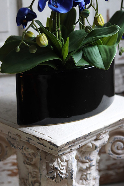 Manfredo Noir, chabrowy storczyk w czarnej donicy, wys.58cm 