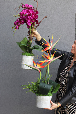 Fuksja Saute, storczyk w stretchu do Twojej donicy, wys.88cm