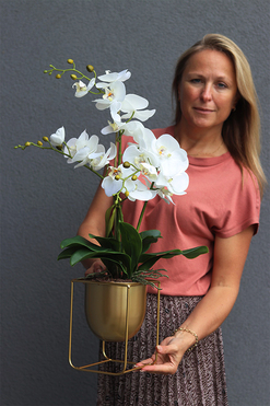 biały storczyk Goldista, wys.50cm