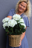 Hortensje Classic, kompozycja kwiatowa w ceramicznym koszu