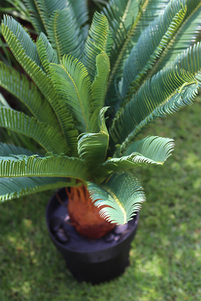 Cykas, sztuczna roślina w osłonce z tworzywa sztucznego, wys.100cm 