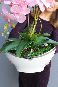 Pudrovy Lonello, różowy storczyk w biało-srebrnej donicy, wys.57cm