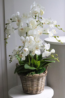 Rattania Provance A, sztuczny storczyk w wiklinowym koszu