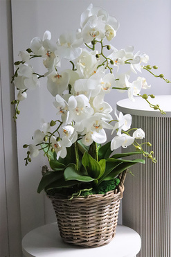 Rattania Provance A, sztuczny storczyk w wiklinowym koszu, wys.69cm 