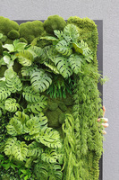 Black Frame Brazilea, czarna jednostronna rama sukulenty