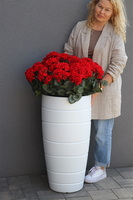 Pelargonie Deep Red, donica z pelargoniami