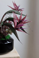 Strelicja Violet, egzotyczna kompozycja w donicy