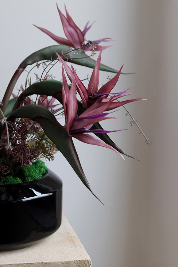 Strelicja Violet, egzotyczna kompozycja w donicy