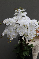 Black Fiberglass Grande Dorea 2, duży storczyk w czarnej donicy