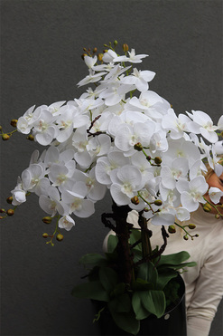  Black Fiberglass Grande Dorea 2, duży storczyk w czarnej donicy, wys.136cm 