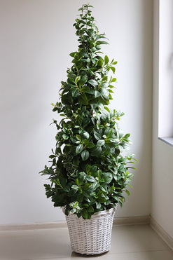 New Green Provance 2, drzewko sztuczne kolumnowe w donicy, wys.160cm