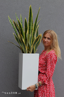 Sansewieria Fiberglass, roślina sztuczna w donicy