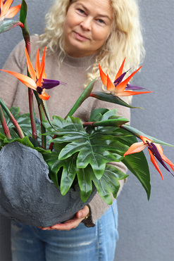 Strelizia Volcan 2, kompozycja nagrobna w misie, wys.60cm